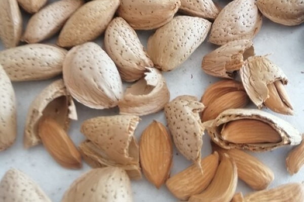 تصویر 1 از خلال بادام درختی قیمت